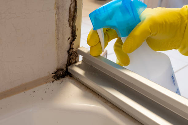 Best Mold Damage Repair  in Eastpointe, MI