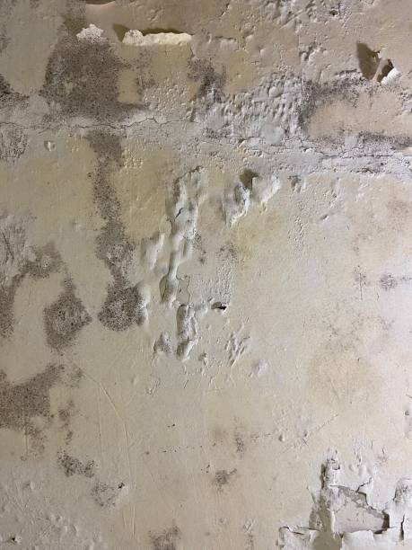 Reliable Eastpointe, MI Mold Removal Solutions