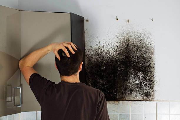 Best Attic Mold Removal  in Eastpointe, MI