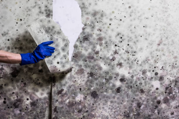 Best Mold Inspection  in Eastpointe, MI