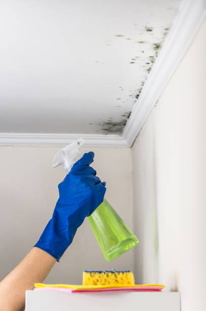 Best Professional Mold Removal  in Eastpointe, MI