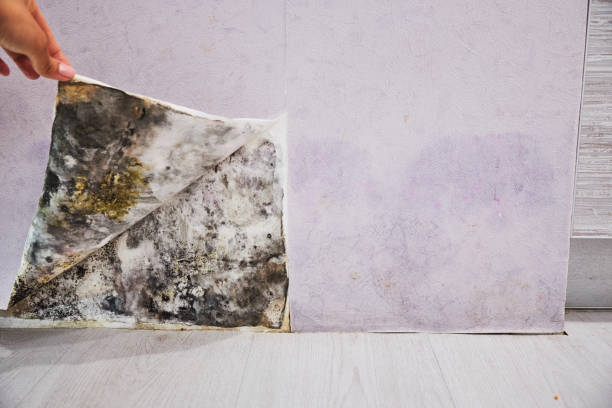 Best Mold Cleaning Services  in Eastpointe, MI